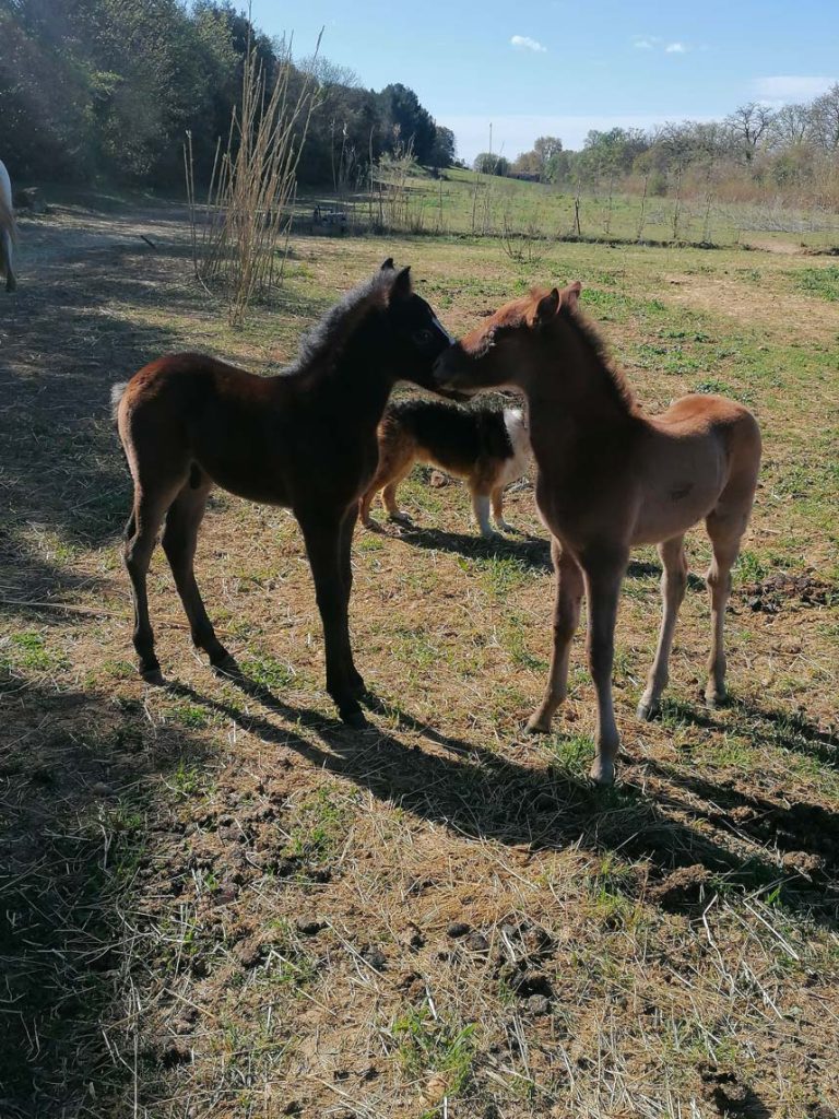 Camargue Antan Sauvage Excursion Safari Visite Nature