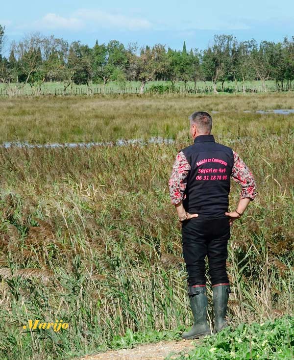 Camargue Antan Sauvage Excursion Safari Visite Nature