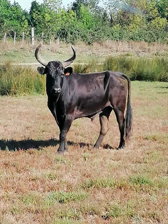 Camargue Antan Sauvage Excursion Safari tradition authentique immersion