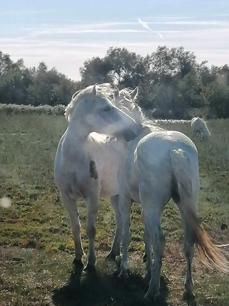 Camargue Antan Sauvage Excursion Safari tradition authentique