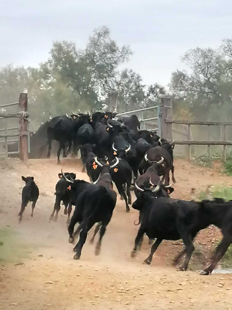 Camargue Antan Sauvage Excursion Safari tradition authentique faune