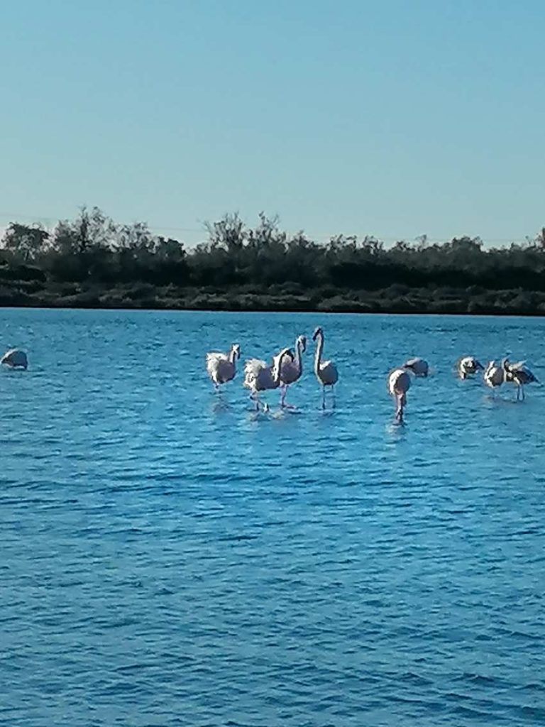 Camargue Antan Sauvage Excursion Safari tradition authentique expérience immersive