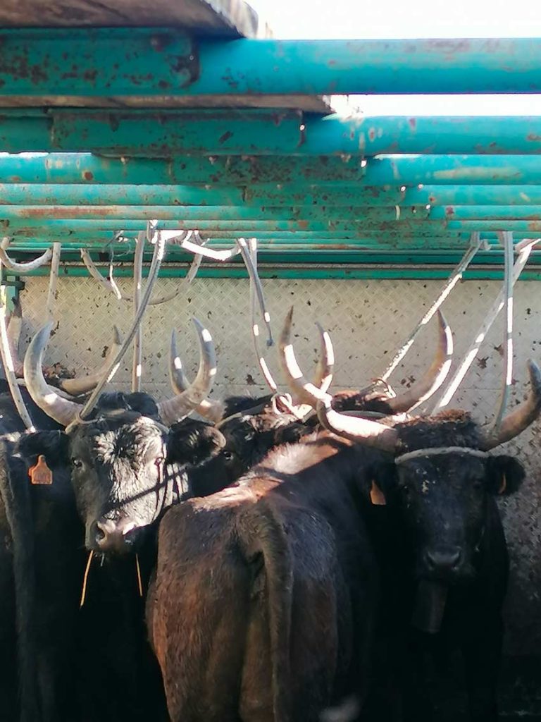 Camargue Antan Sauvage Excursion Safari tradition authentique expérience immersive